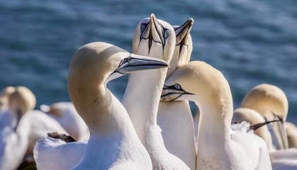 开云体育官方下载-爱尔兰政府加大对女子橄榄球投资力度，橄榄球爱尔兰和北爱尔兰